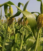 Sorgo